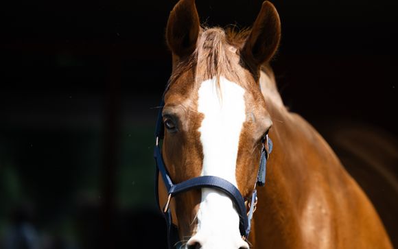 Ihre Ausflugsoptionen