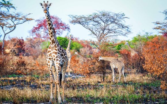 Ihre Safari im Detail