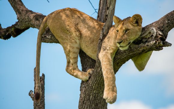 Ihre Safari im Detail