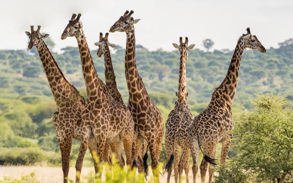 Ihre Safari im Überblick 