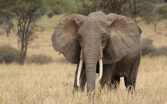 Safari in 9 Nächten