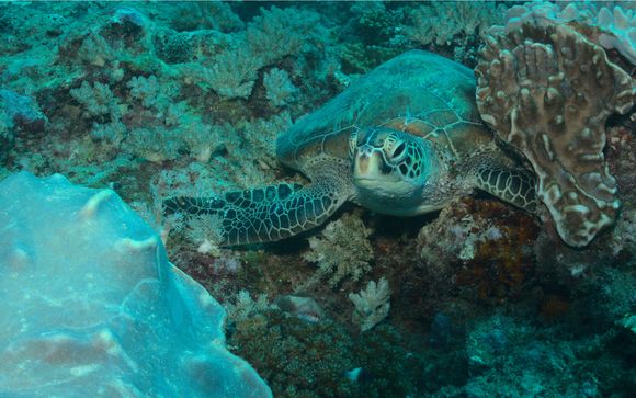 Ihre enthaltenen Ausflüge