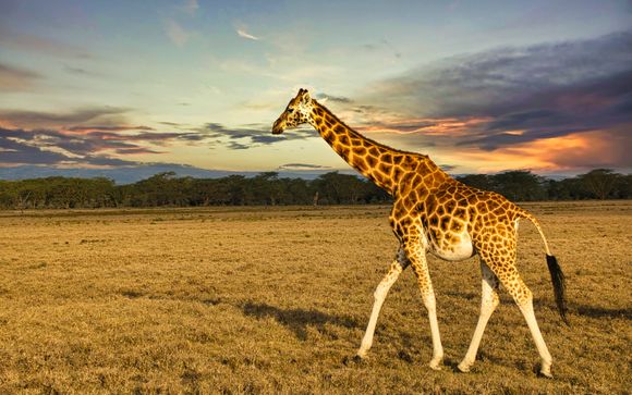 Ihre Safari im Detail