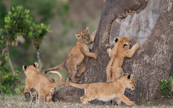 Ihre Safari im Überblick