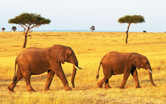 Ihre Safari