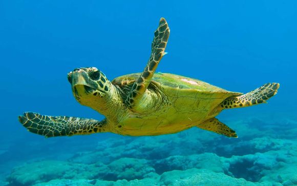 Ihre Segelkreuzfahrt im Detail