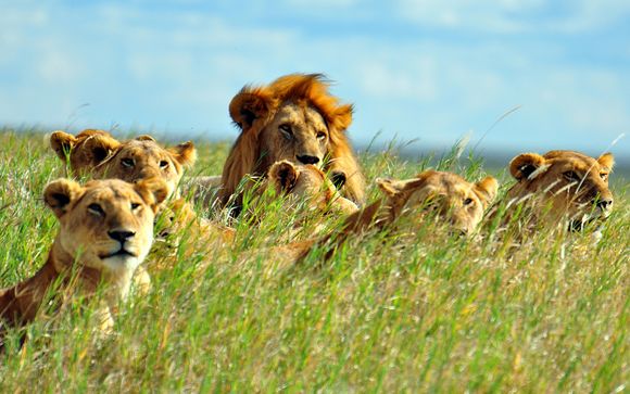 Ihre optionalen Safaris