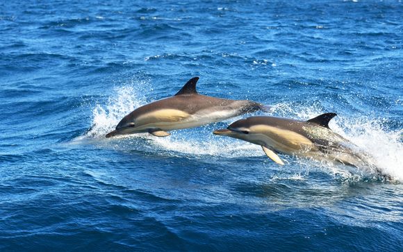 ¡Tu actividad incluida!