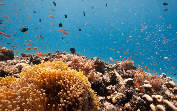 Tus actividades incluidas