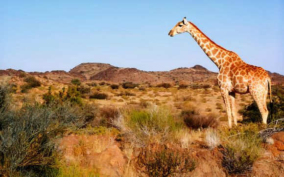 Safari para estancias de 9 días / 8 noches 