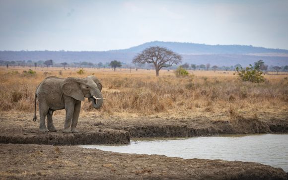 Tu actividad incluida