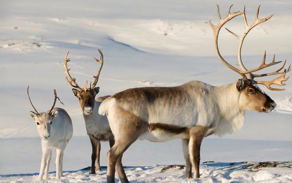 ¡Tus actividades incluidas!