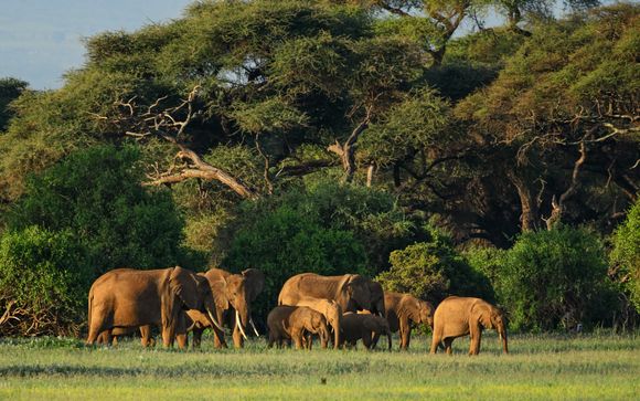 Tu itinerario durante el safari