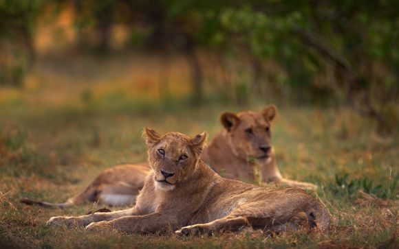 Itinerarios de 7 y 10 noches en Kholiwe On Kruger Lodge