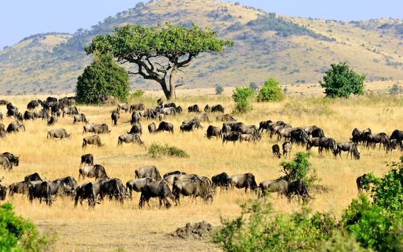 Tu itinerario durante el safari