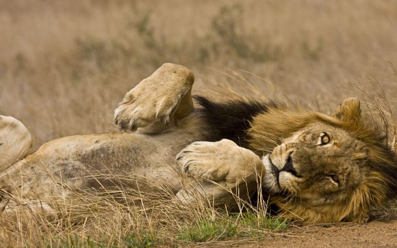 ¡Una aventura salvaje te espera en Royal Marlothi Kruger Safari Lodge!