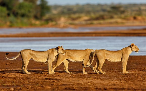Tu itinerario durante el safari