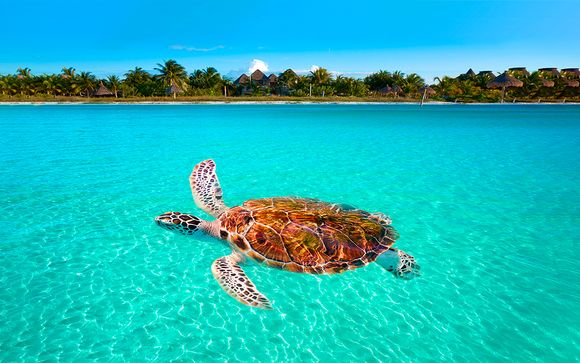 Relax en la isla más hippie del Caribe con vuelos