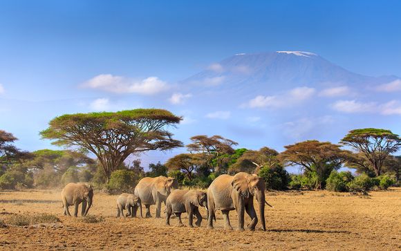 Tu safari