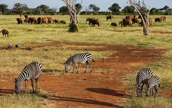 Tu safari (opción 2)