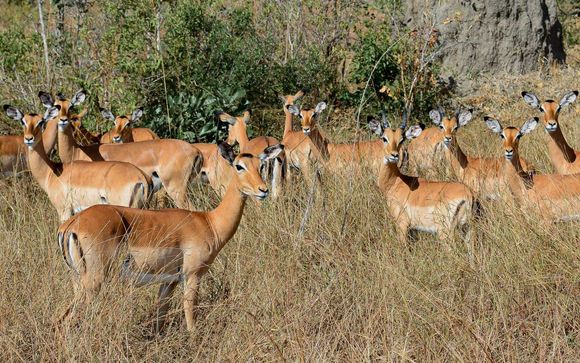Votre safari en un clin d'oeil