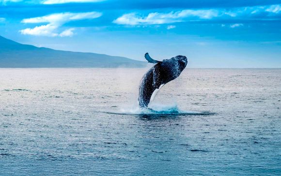 Votre option incluse