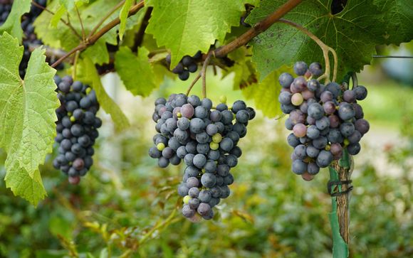 Mettez une option sur l