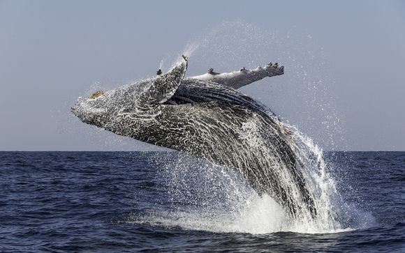 Mettez une option sur l