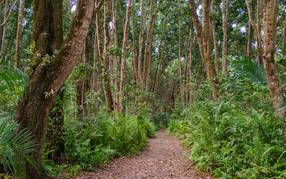 Excursion dans la forêt de Jozani 
