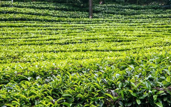 Visite d’une production de thé  