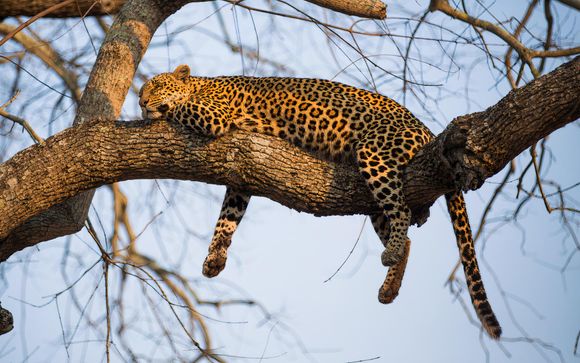 Safari d'une journée complète au parc national Kruger