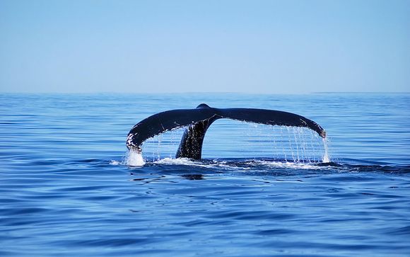 Exploration des dauphins en catamaran