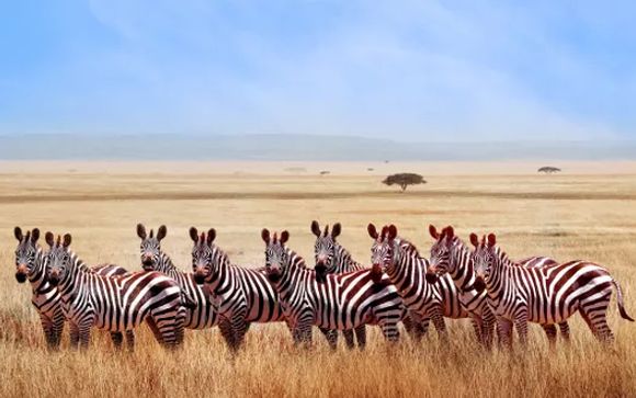 Rendez-vous... en Tanzanie