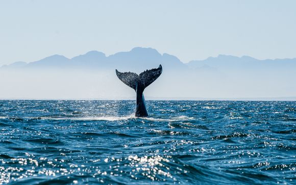 Une journée et croisière d'observation des baleines pour les séjours à partir de 7 nuits