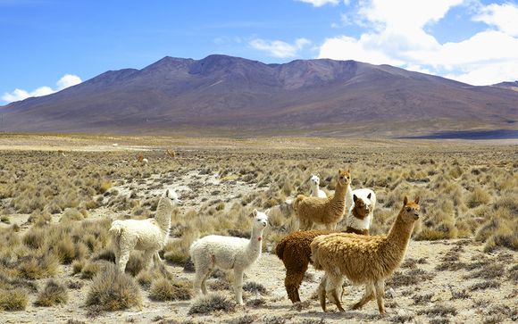 Rendez-vous en Terre Inca
