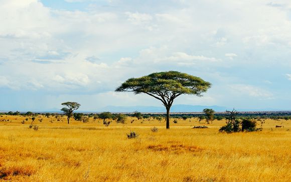 Zoom sur vos safaris possibles 