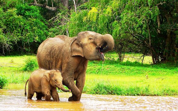 Suivez-nous... au Sri Lanka !