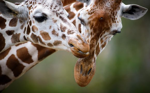 Votre safari Ngutuni ou Masai Mara
