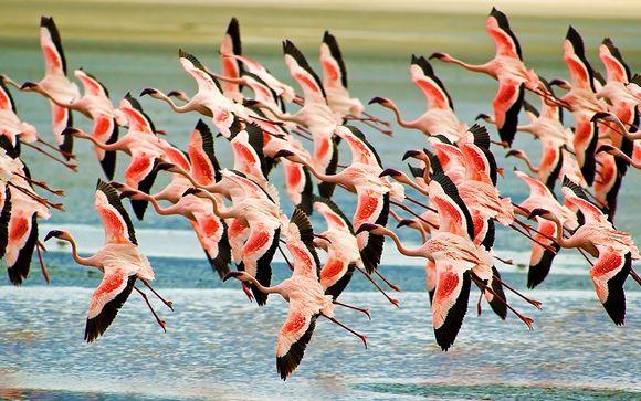 Flamingo rencontres