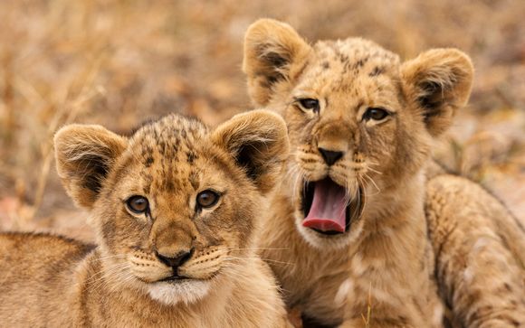 Rendez-vous... en Afrique du Sud et Namibie