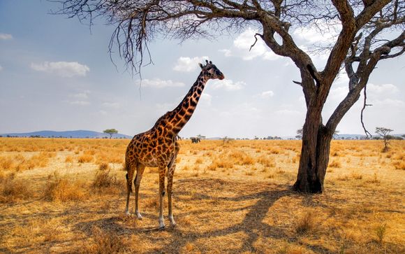 Zoom sur votre safari au parc Masai Mara