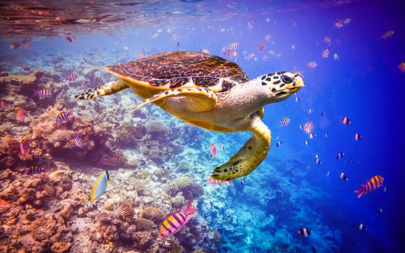 Maldives : Mettez une option sur l’évasion