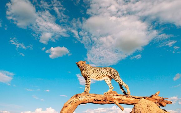 Votre safari en extension