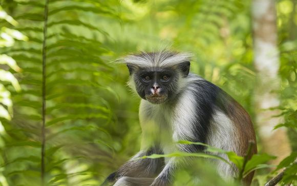 Mettez une option sur l’évasion à Zanzibar