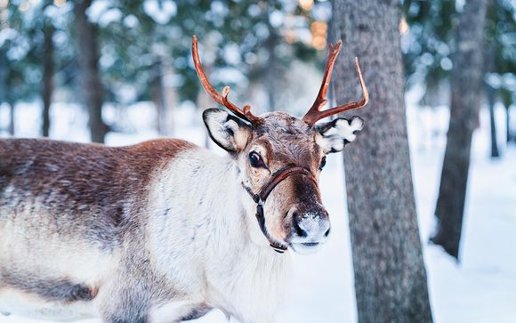 Visita ad un allevamento di renne locale
