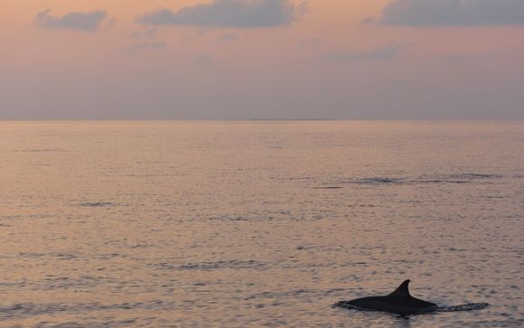 Crociera al tramonto alla scoperta dei delfini