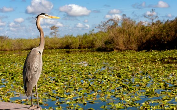 Scoperta delle Everglades (trasferimenti inclusi)