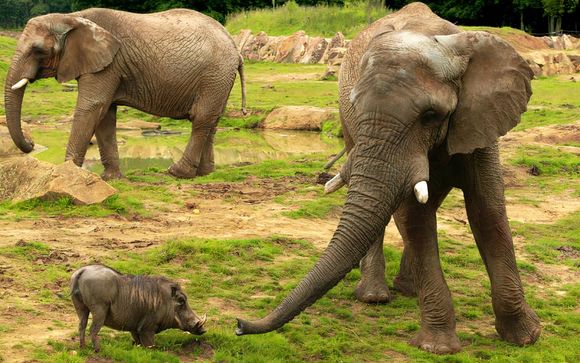 Il vostro programma immersivo con gli elefanti di Thoiry
