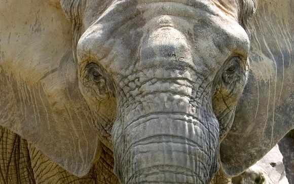 Il vostro programma immersivo con gli elefanti di Thoiry
