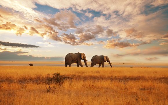 Le meraviglie del Sudafrica in safari